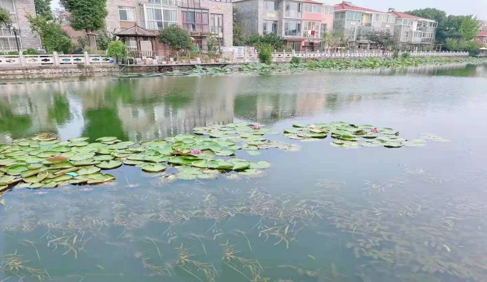 昆山小河岸与水秀公园河河岸生态系统恢复及养护手艺效劳项目